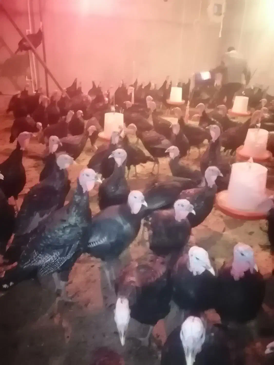 بوقلمون نر برنز اصل|حیوانات مزرعه|سقز, |دیوار