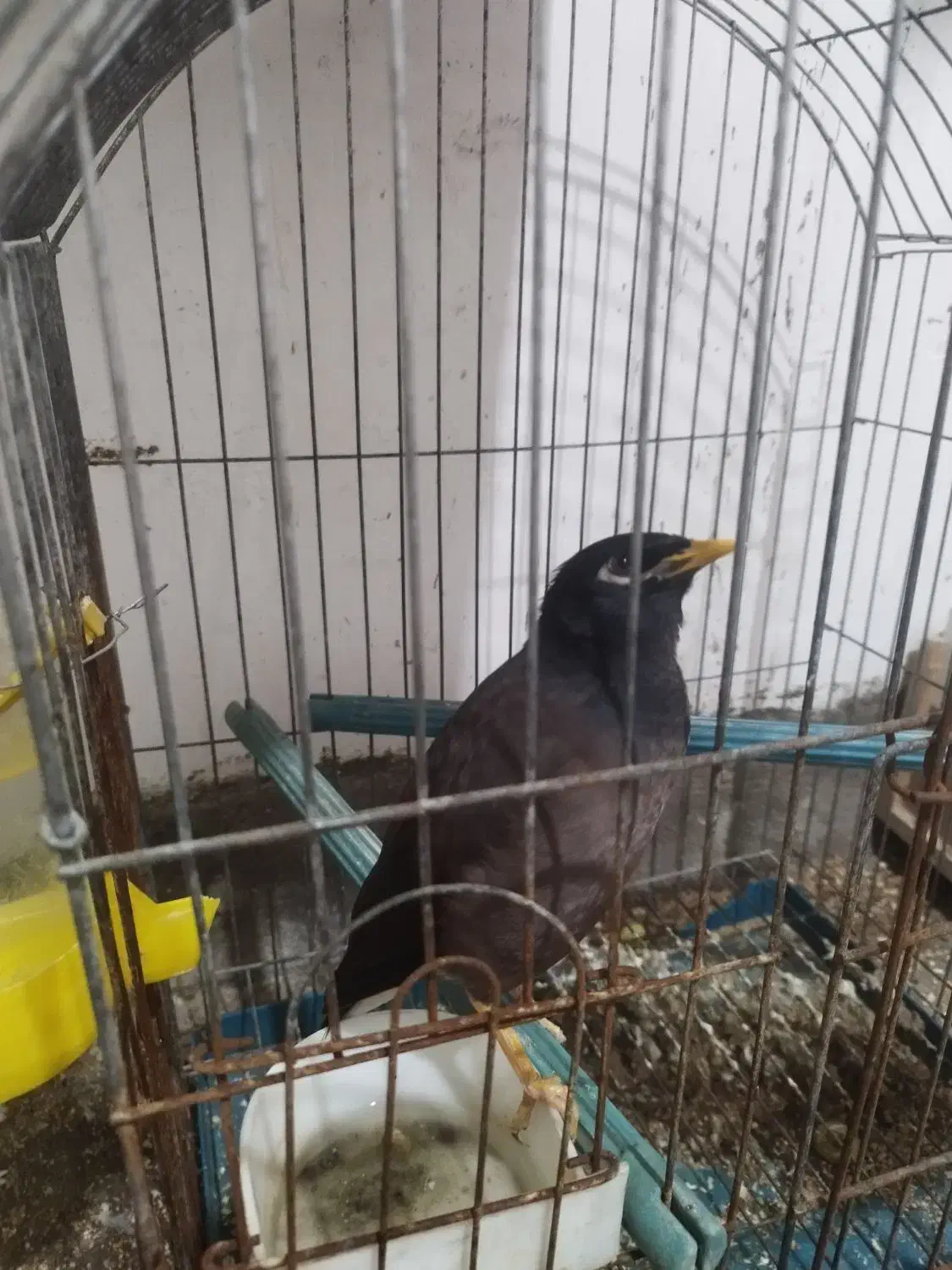 مرغ مینا|پرنده|لامرد, |دیوار