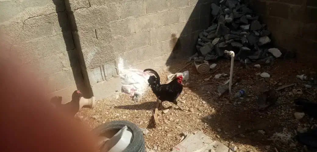 خروس محلی چهل تاج|حیوانات مزرعه|بندر دیر, |دیوار