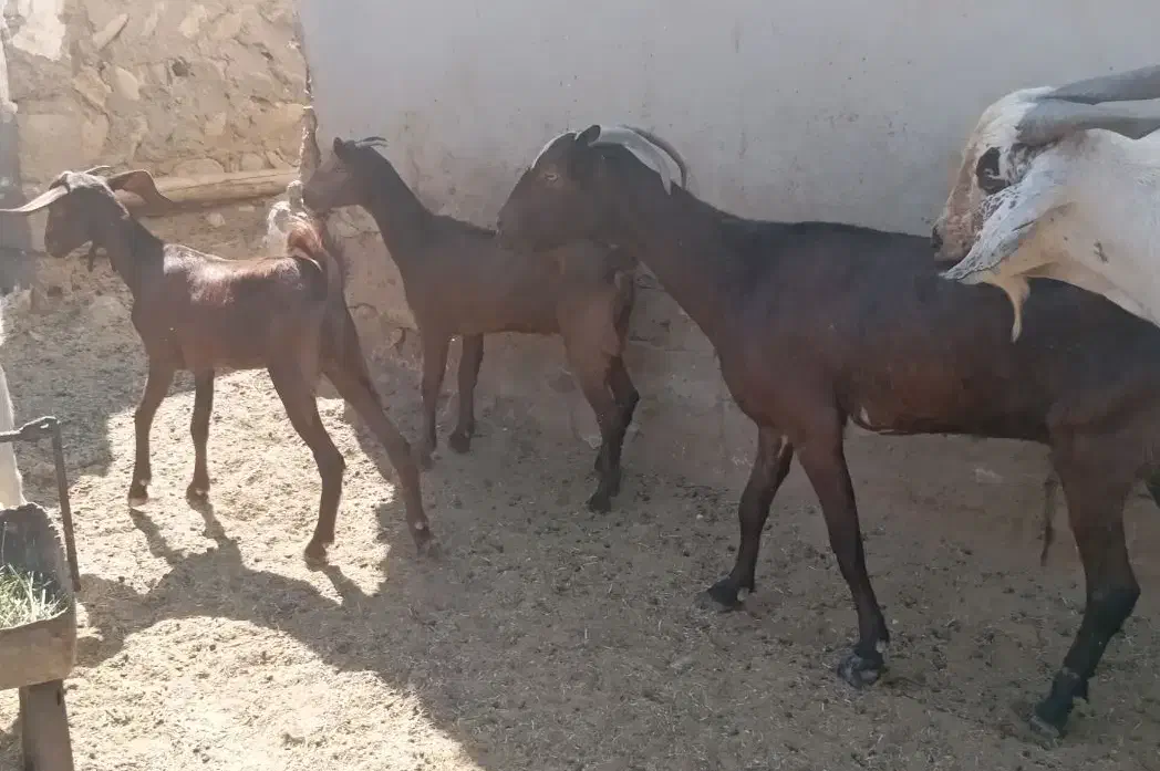 بز آبستن با دو کهره ماده بزرگ اطراف رویدر|حیوانات مزرعه|رویدر, |دیوار