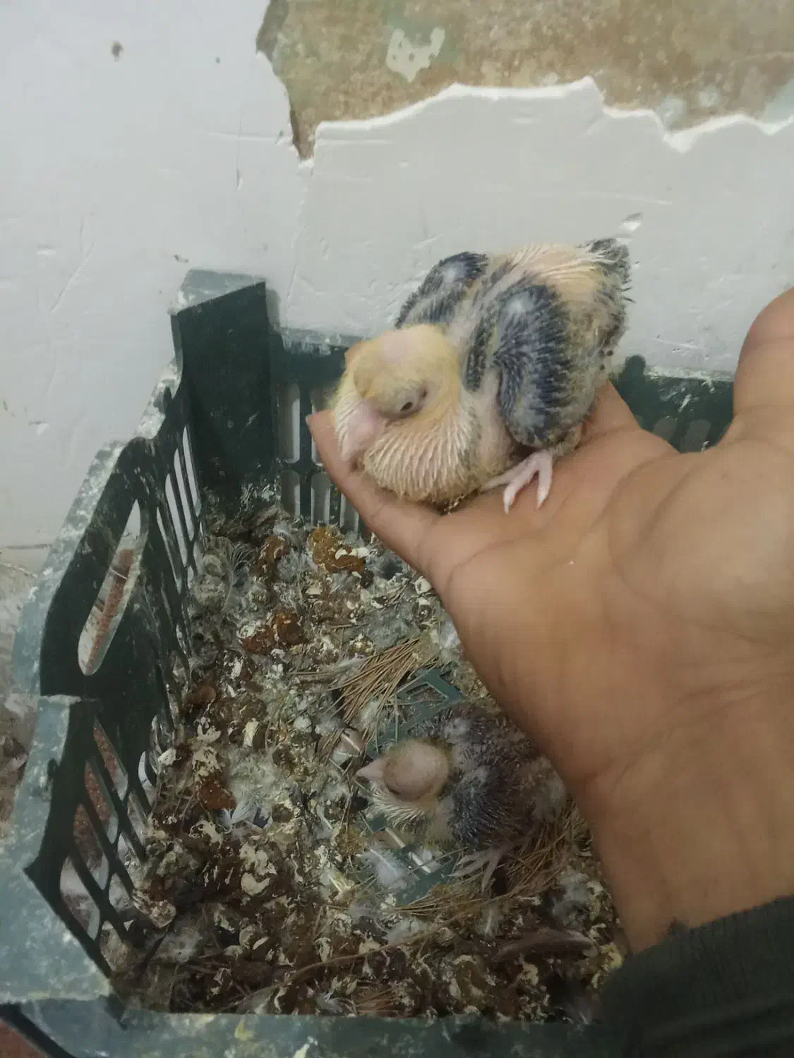 تعدادی لوازم خانه وکربلایی|سایر لوازم برقی|قوچان, |دیوار