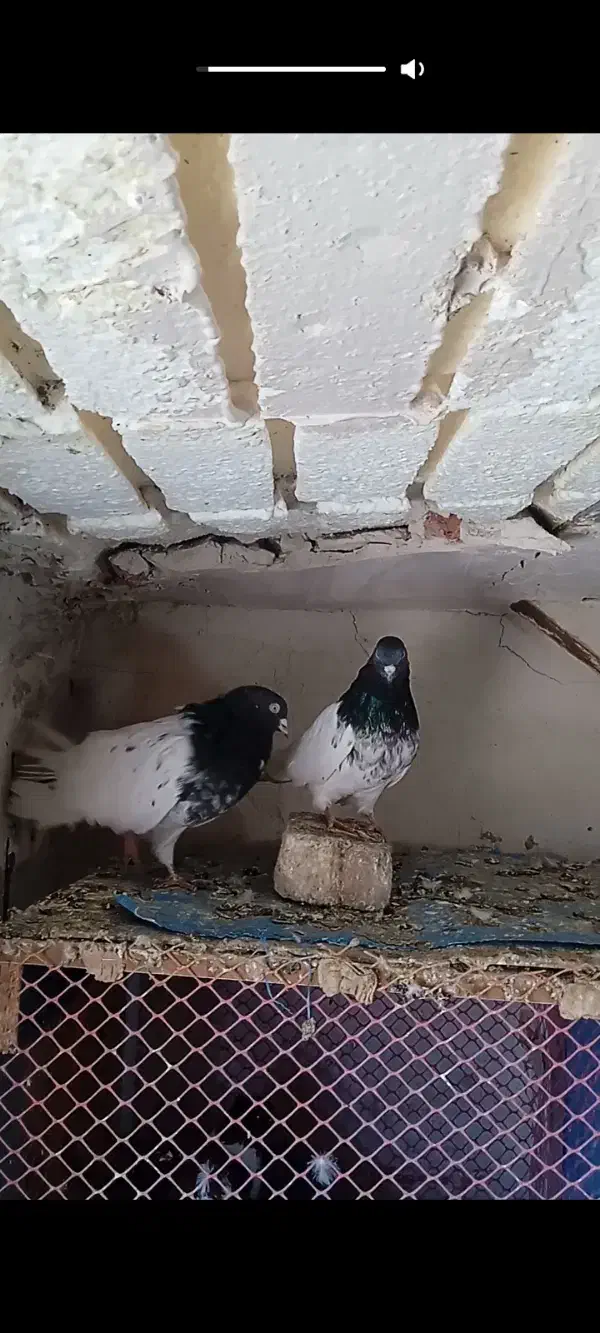 طوقی|پرنده|اردبیل, |دیوار