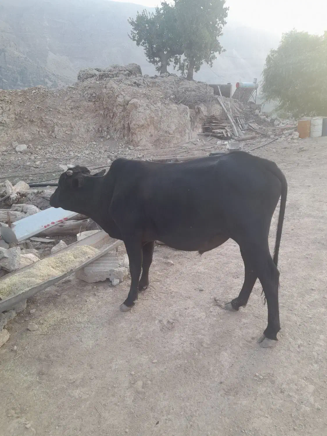 فروش گوساله نر بصورت نقدی|حیوانات مزرعه|پاتاوه, |دیوار