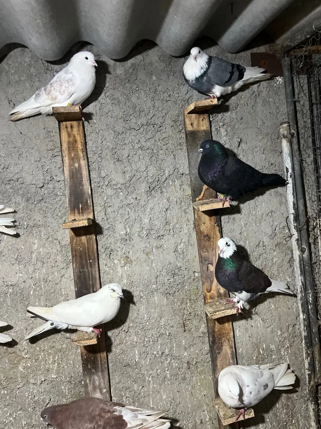 کبوتر پرشی گرما دیده حیون باز باشی میفهمی چین اینا|پرنده|بابل, |دیوار