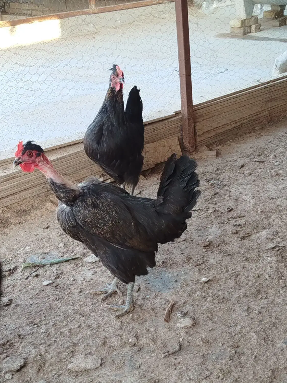 مرغ|حیوانات مزرعه|سوسنگرد, |دیوار