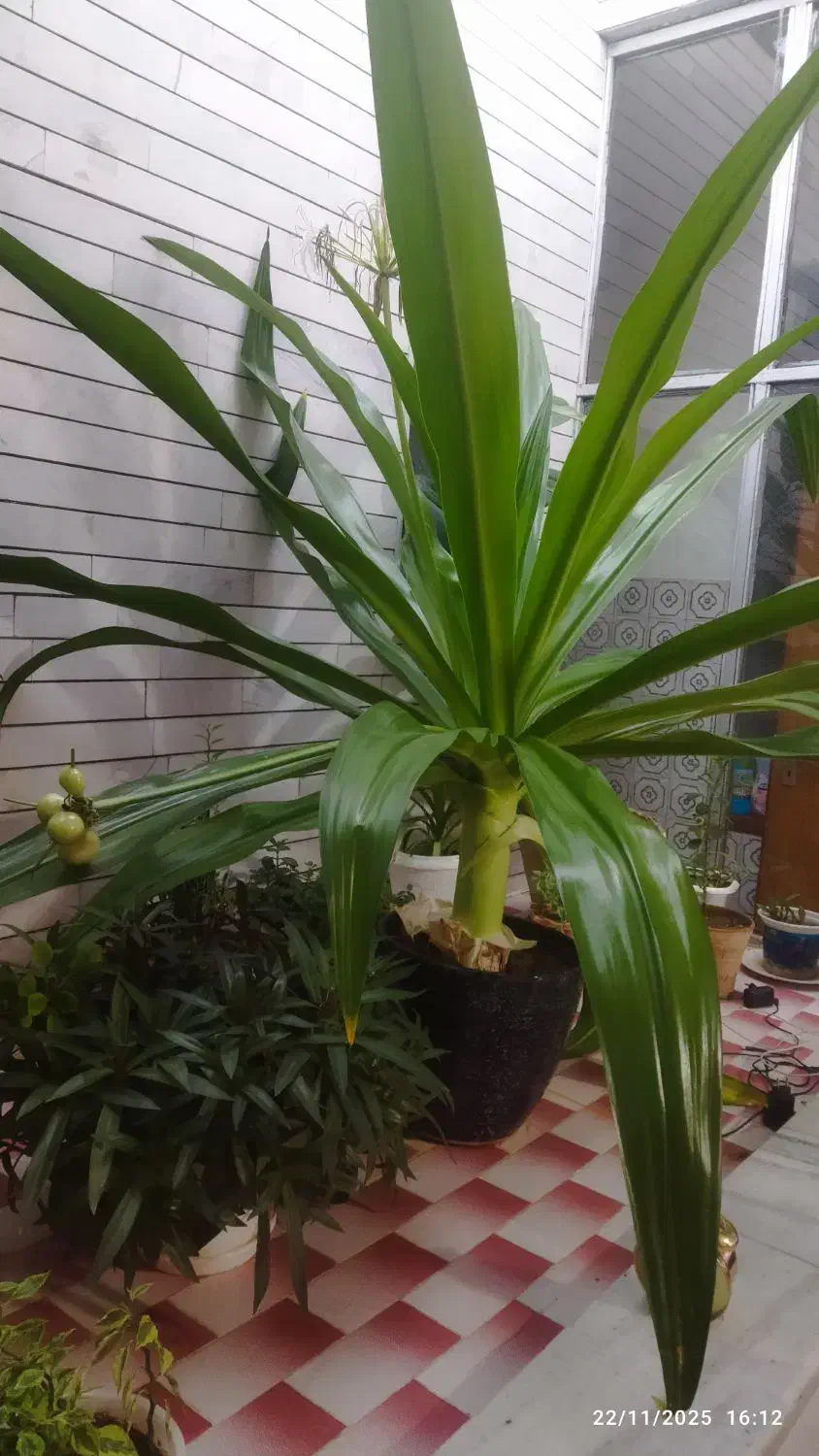 گل ذرتی زیبا،وسبز|گل و گیاه طبیعی|اقلید, |دیوار