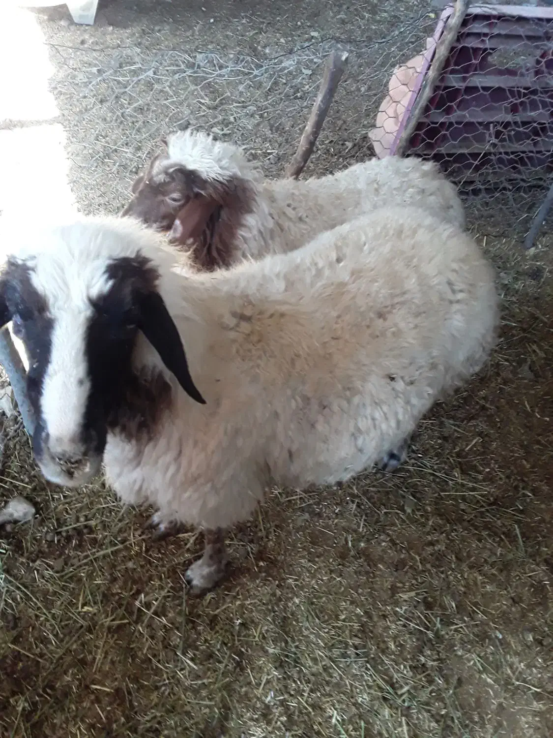 یک عدد گوسفند چاق سالم وسرحال|حیوانات مزرعه|سیوان, |دیوار