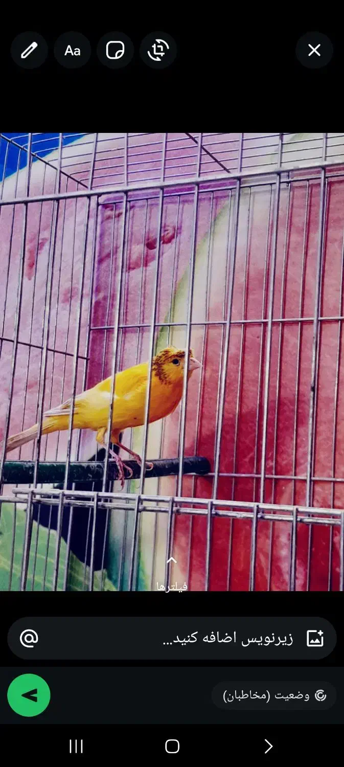 قناری نر|پرنده|خمینی‌شهر, |دیوار