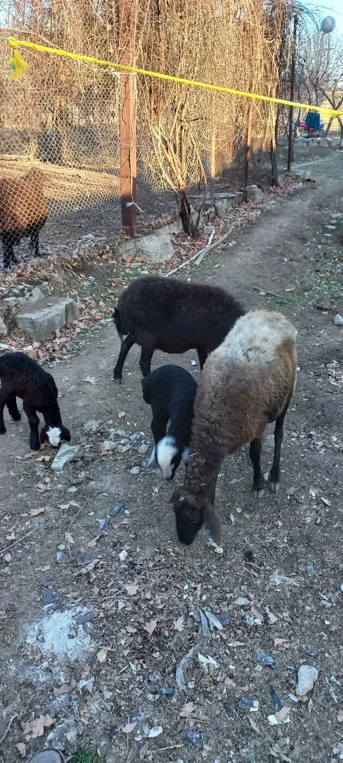 میش و بره|حیوانات مزرعه|هشتگرد, تهران دشت|دیوار