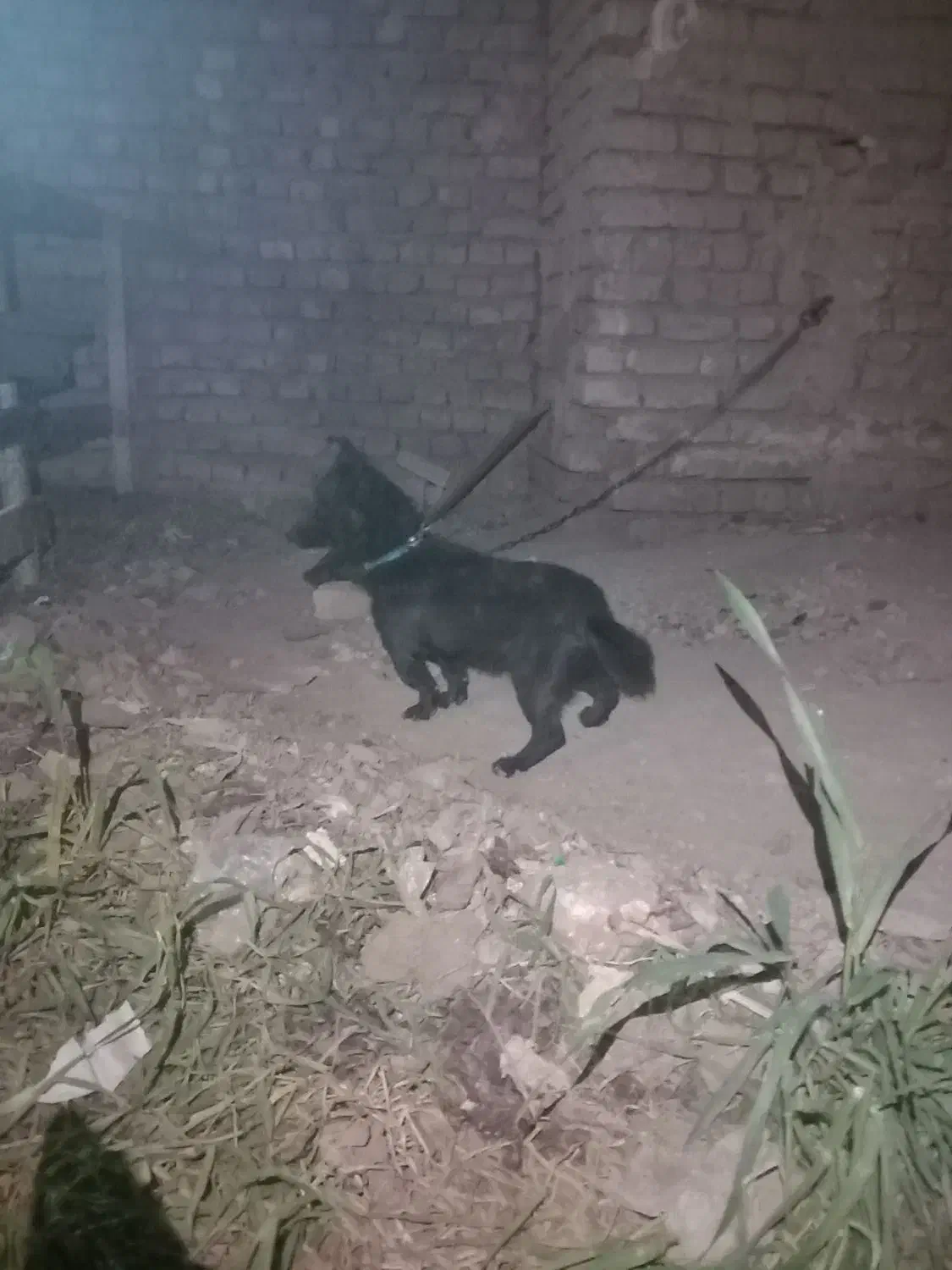 پاکوتاه نر ۱۰ ماهه دهن پاک|سگ|نیشابور, مازول|دیوار