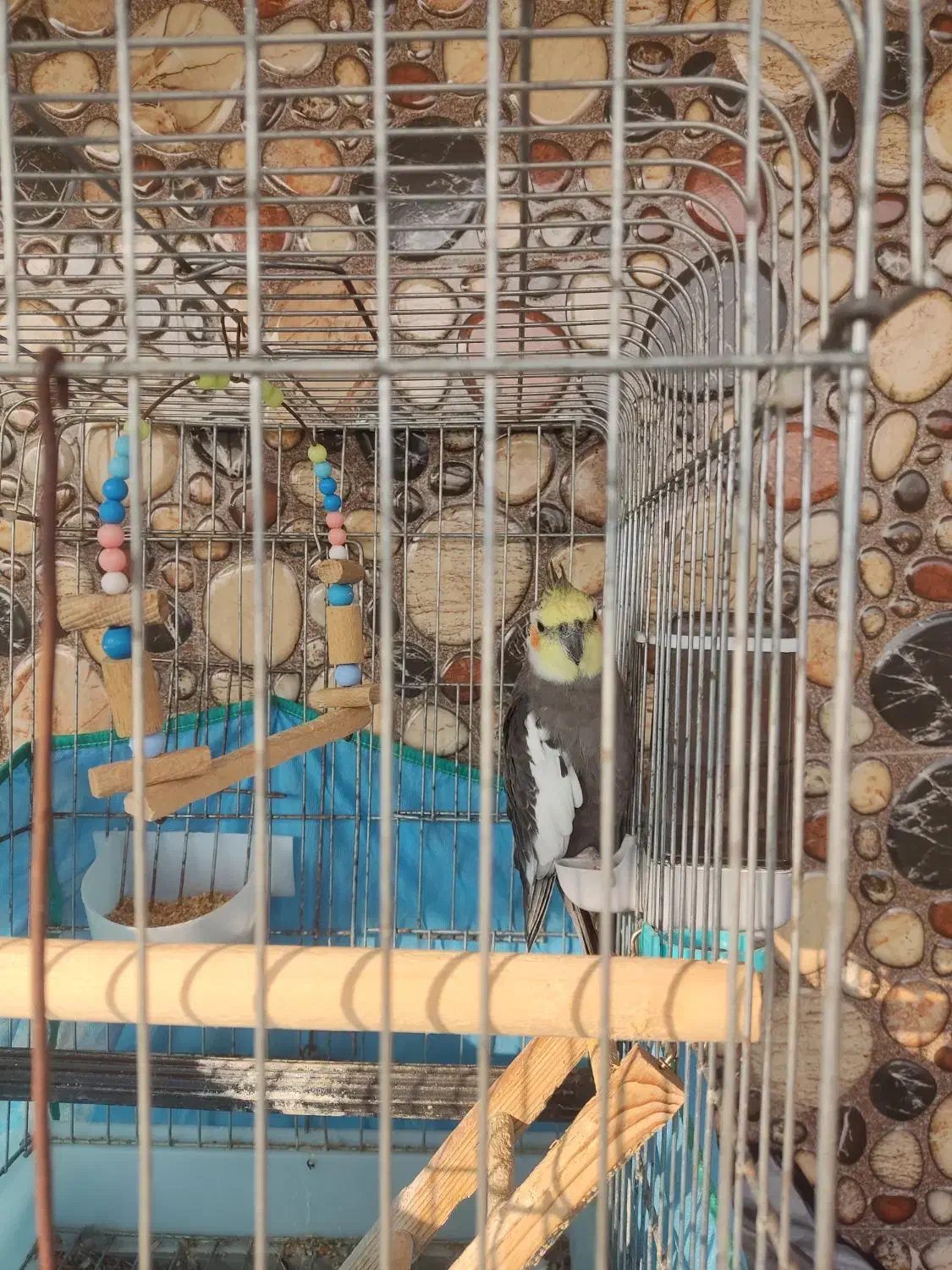 عروس هلندی نر سینامون سرحال|پرنده|ماسال, |دیوار