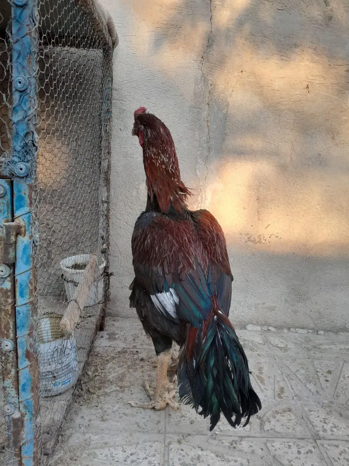 خروس لاری|حیوانات مزرعه|رباطکریم, رباطکریم|دیوار