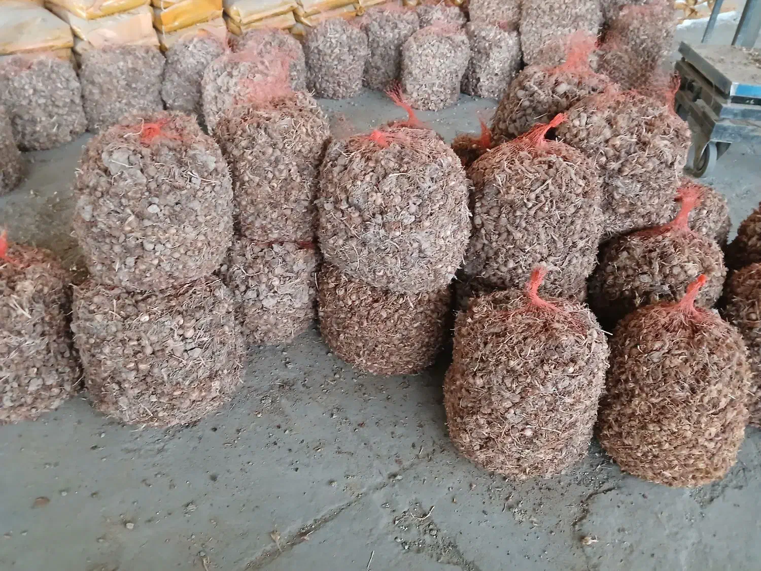 فروش پیاز زعفران به قیمت تعاونی|خوردنی و آشامیدنی|کاشان, امیرکبیر|دیوار