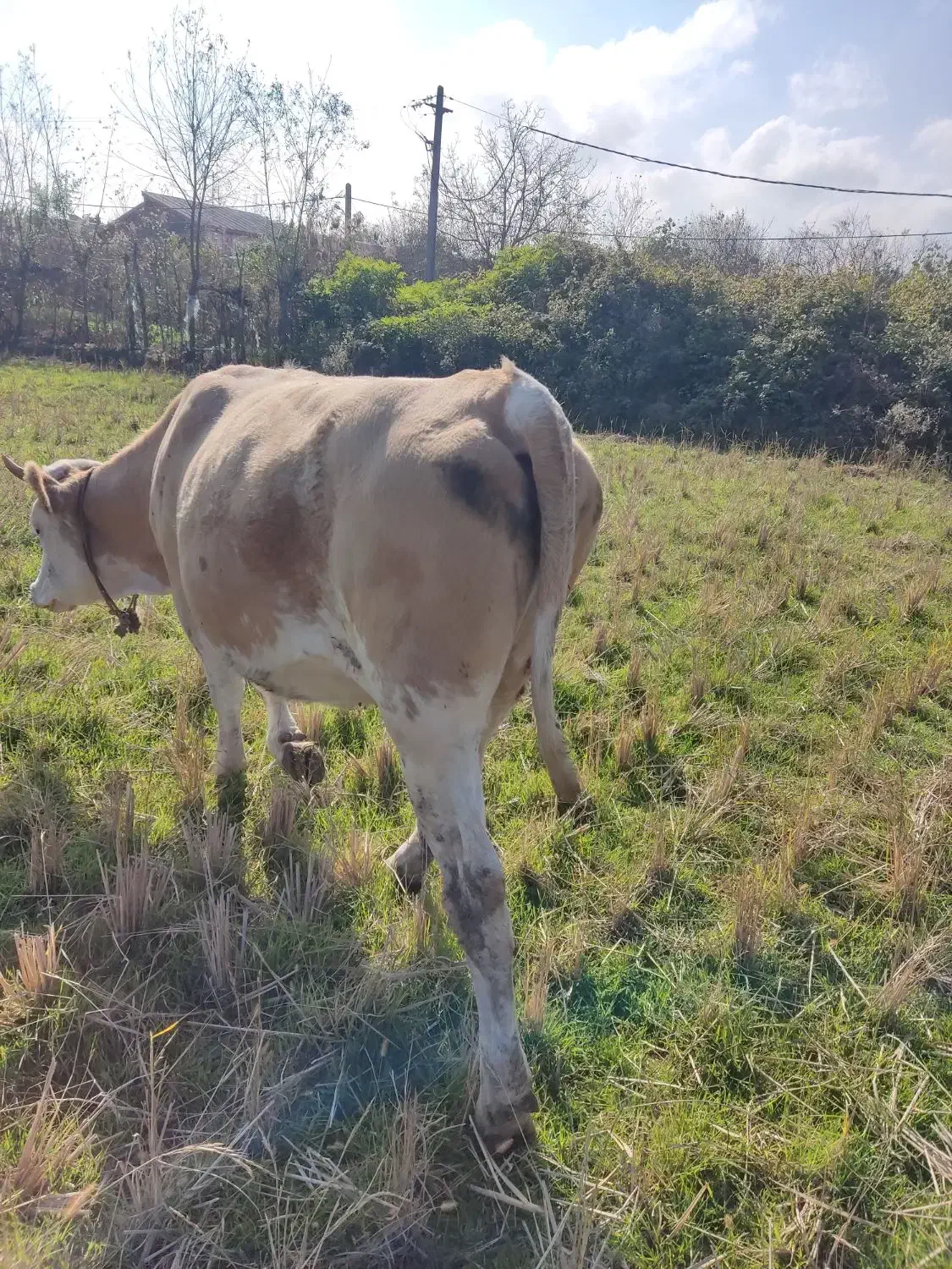 گاو سیمینتال شکم دار لیشه|حیوانات مزرعه|کیاشهر, |دیوار