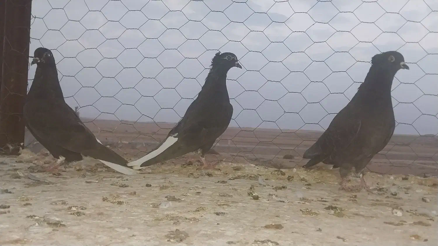 زاغ دم سفید به شرط|پرنده|رضویه, |دیوار