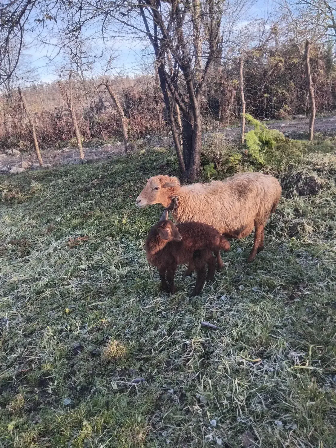 گوسفند بره ماده|حیوانات مزرعه|گلوگاه بابل (گلیا), |دیوار