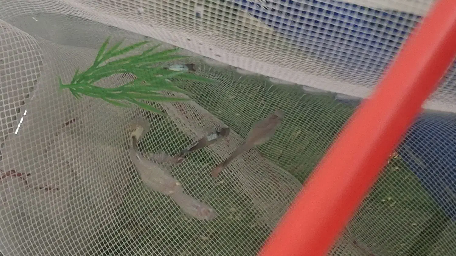 گوپی یک ماه بیگ ایر|ماهی|مشکین‌دشت, |دیوار