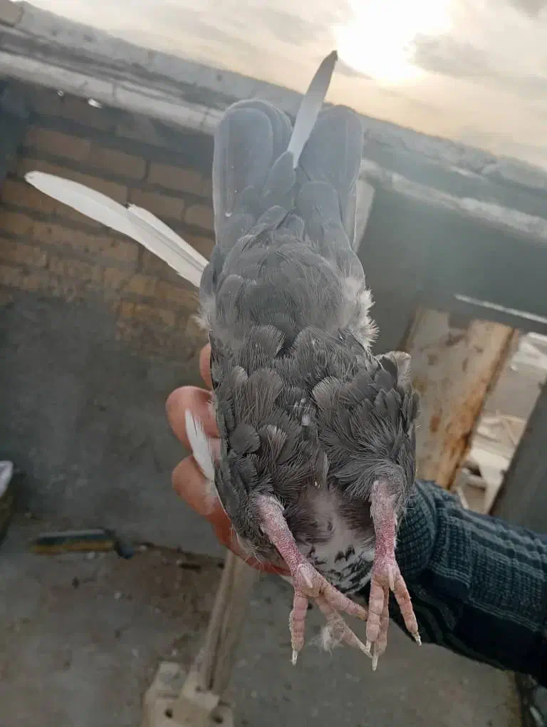 دمبی ماده|پرنده|مرودشت, استادیوم‎|دیوار