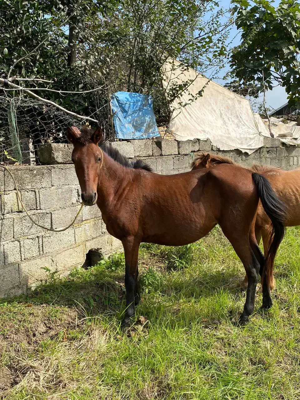 فروش مادیان با کره مادیان|اسب و تجهیزات اسبسواری|پرهسر, |دیوار