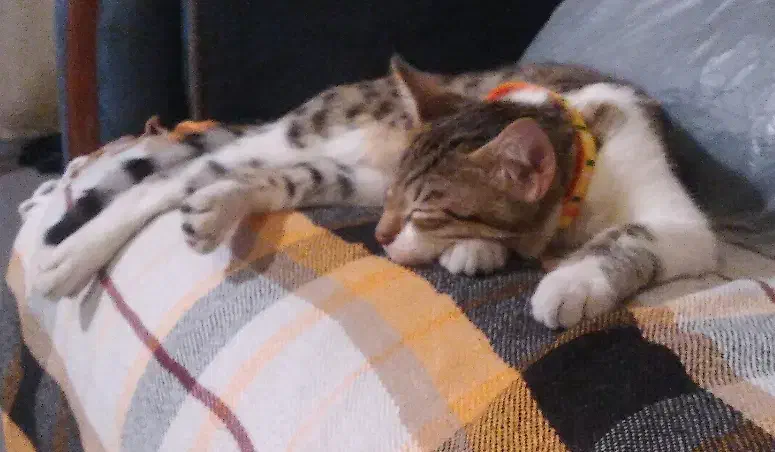 واگذاری گربه پسر‌۷ ماهه(شرح در توضیحات)|گربه|ارومیه, |دیوار