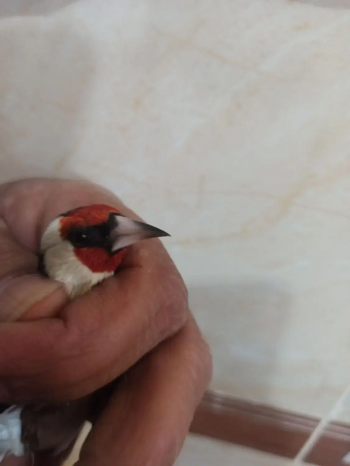 سهره تازه|پرنده|بروجرد, |دیوار