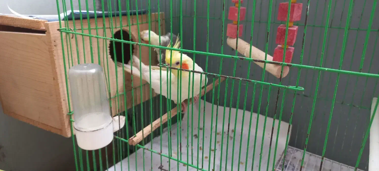 عروس نر و ماده همراه قفس و لانه|پرنده|رشت, سلیمانداراب|دیوار