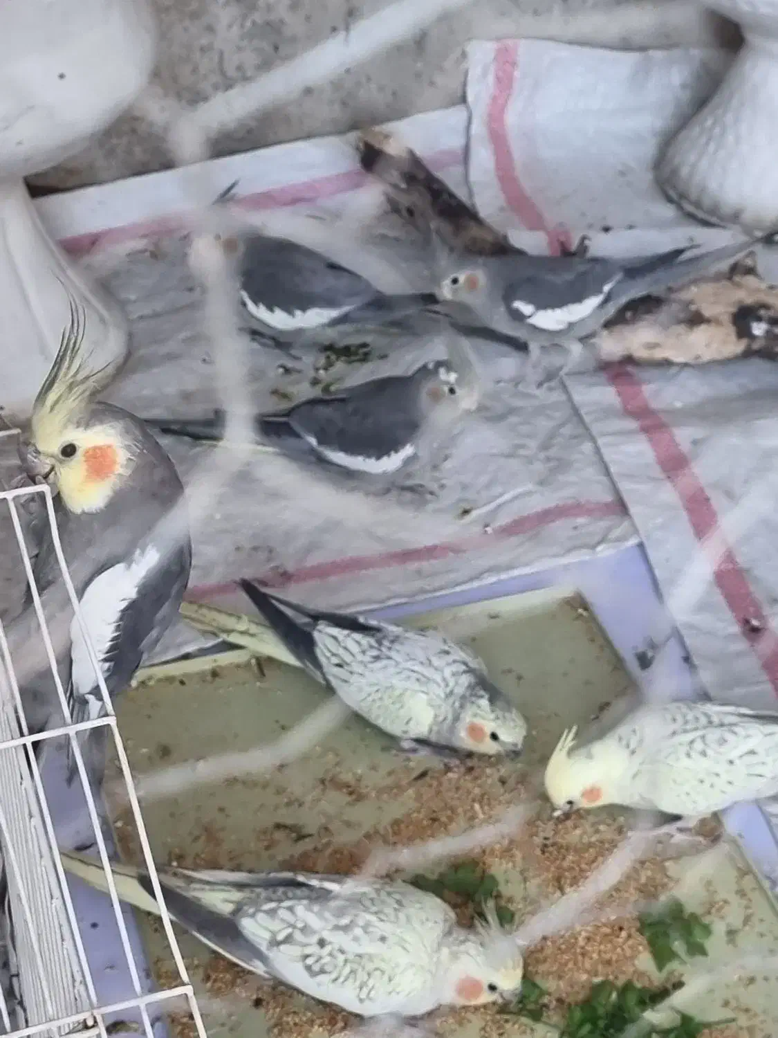 عروس هلندی|پرنده|ملکشاهی, |دیوار