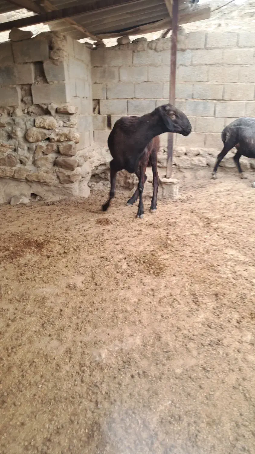 قوچ چینی|حیوانات مزرعه|گنبد کاووس, |دیوار