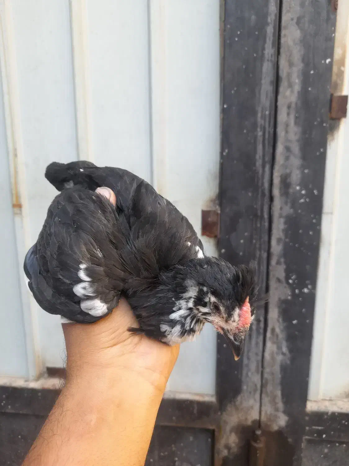 ۱۰ تا نیمچه گلین ۲ ماهه|حیوانات مزرعه|ساوه, |دیوار