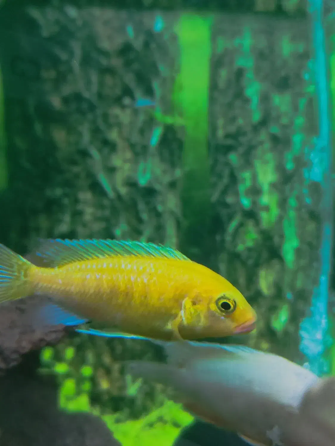 ماهی سیچلاید|ماهی|خاش, |دیوار