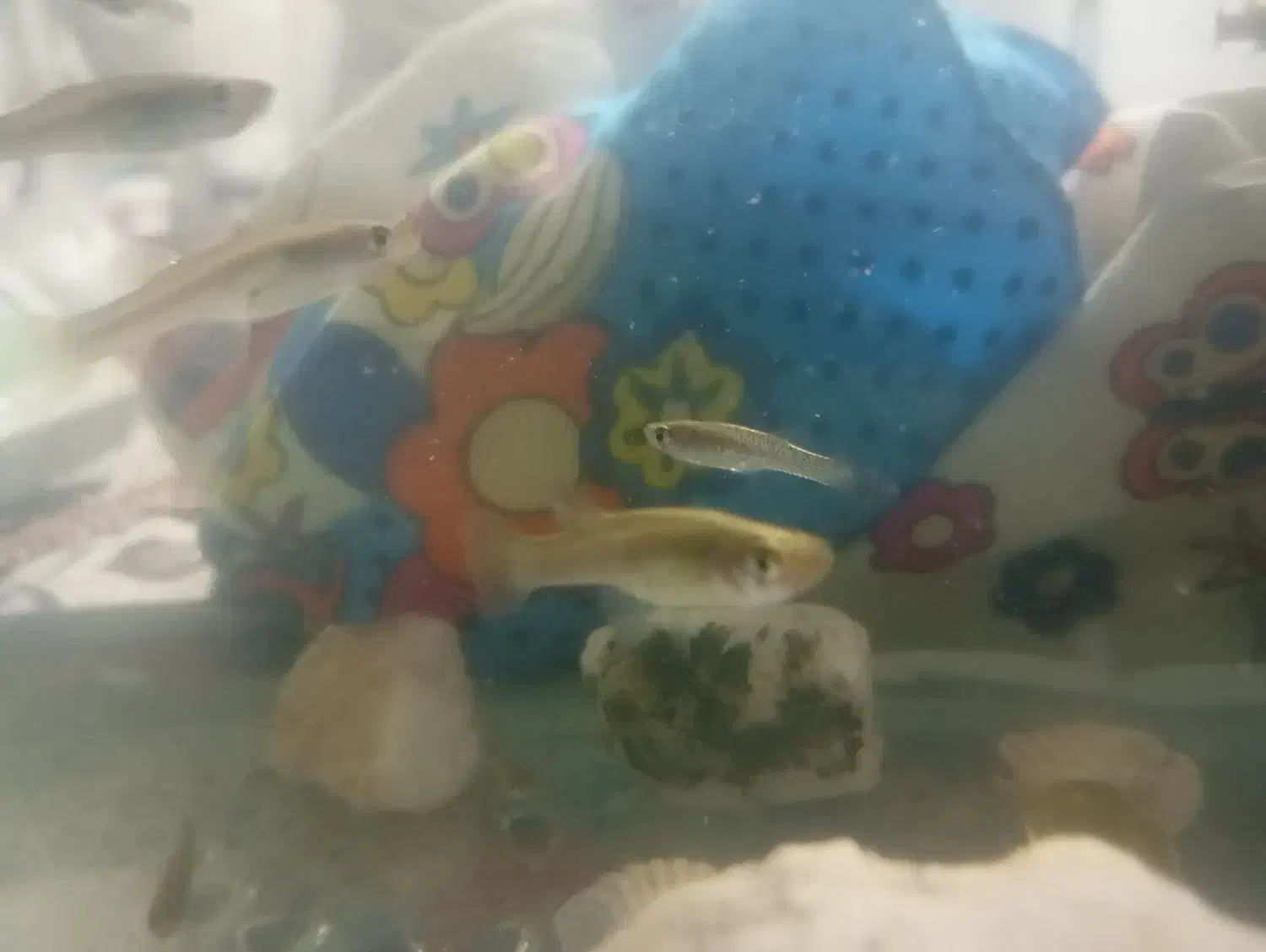 ماهی گوپی|ماهی|بیرجند, |دیوار