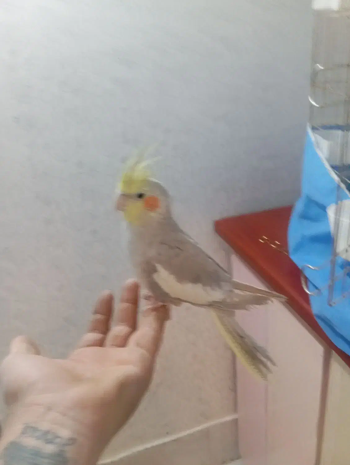 عروس هلندی سرحال ودستی|پرنده|اشتهارد, |دیوار