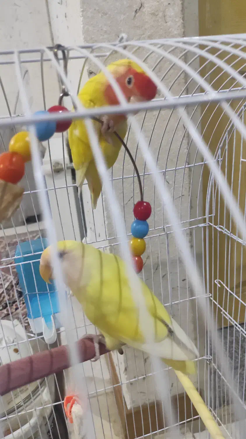 پرنده|پرنده|چناران, |دیوار