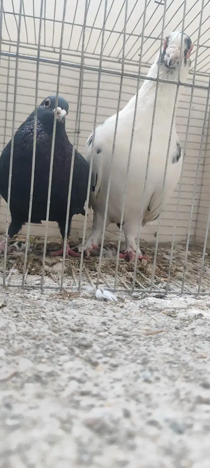 کبوتران خوب کفتر شناس باشی میفهمی|پرنده|بیرجند, |دیوار