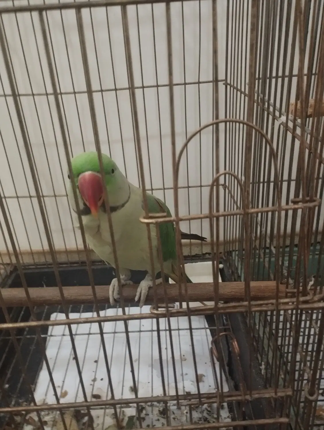 طوطی|پرنده|بروجرد, |دیوار
