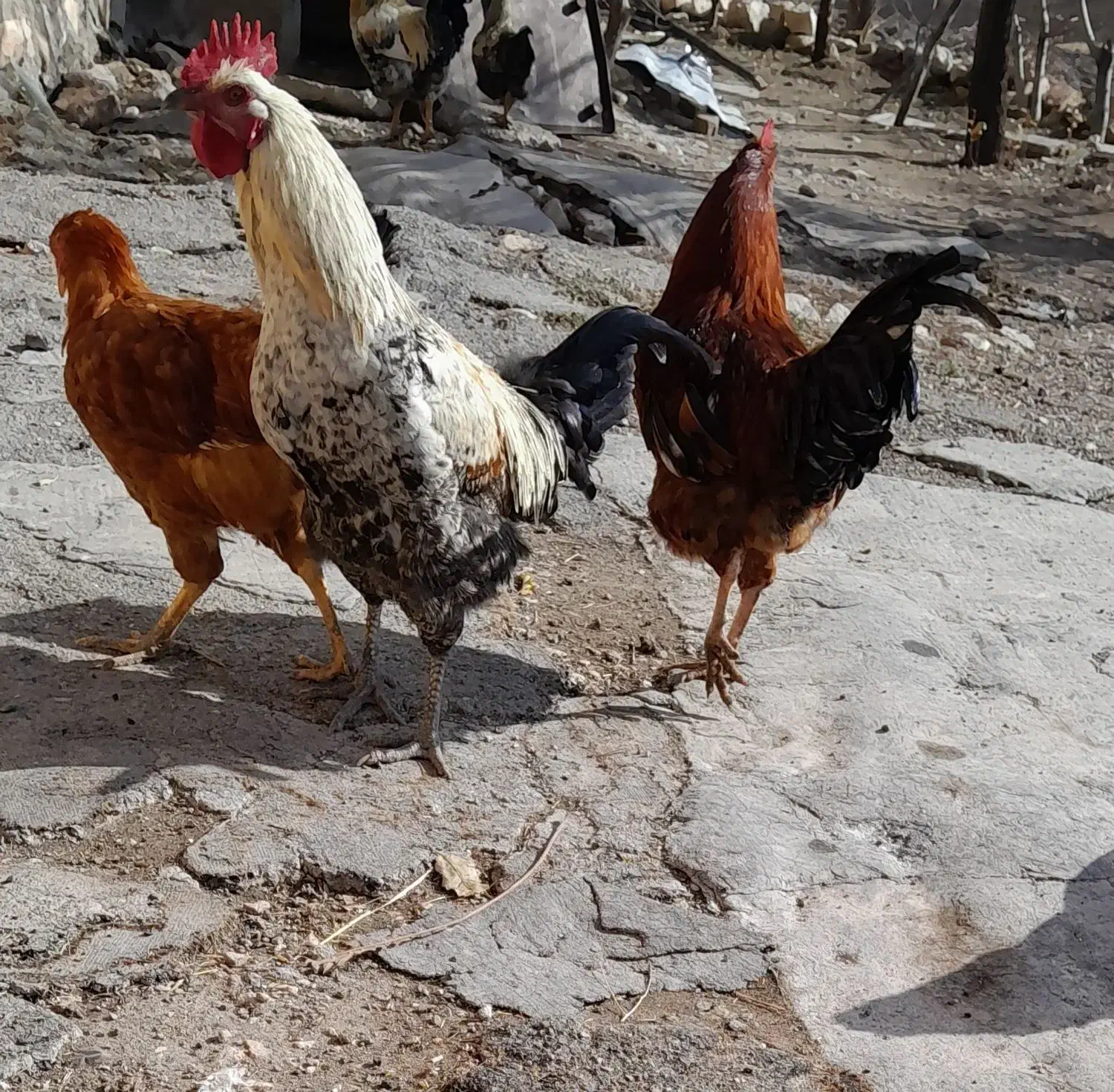 خروس|حیوانات مزرعه|گهواره, |دیوار