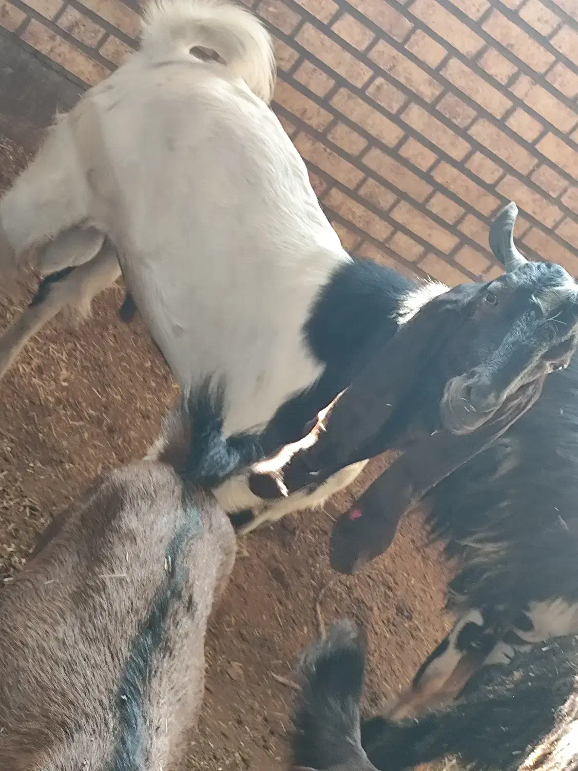 بز نر|حیوانات مزرعه|خرمشهر, |دیوار