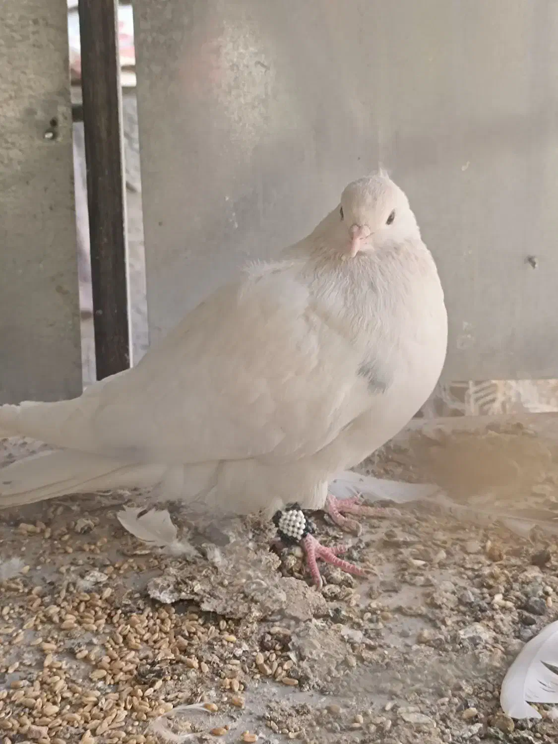 نر کاکلی|پرنده|شهر بابک, |دیوار