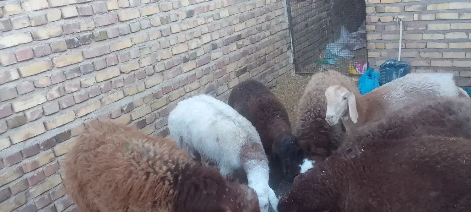 بره پرواری زیر فی شکار|حیوانات مزرعه|تربت جام, یحیی آباد|دیوار