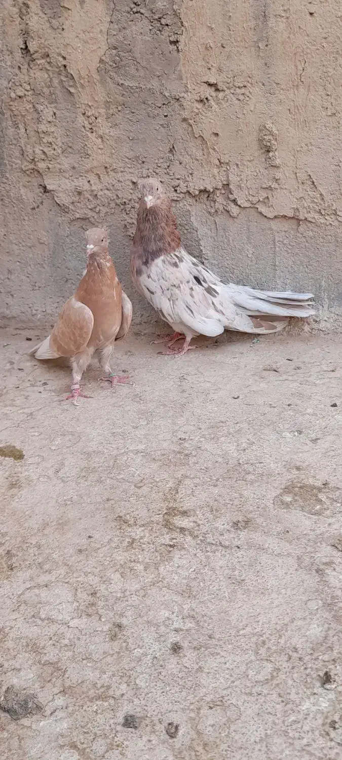 کبوتر پرشی سرور|پرنده|ابرکوه, |دیوار