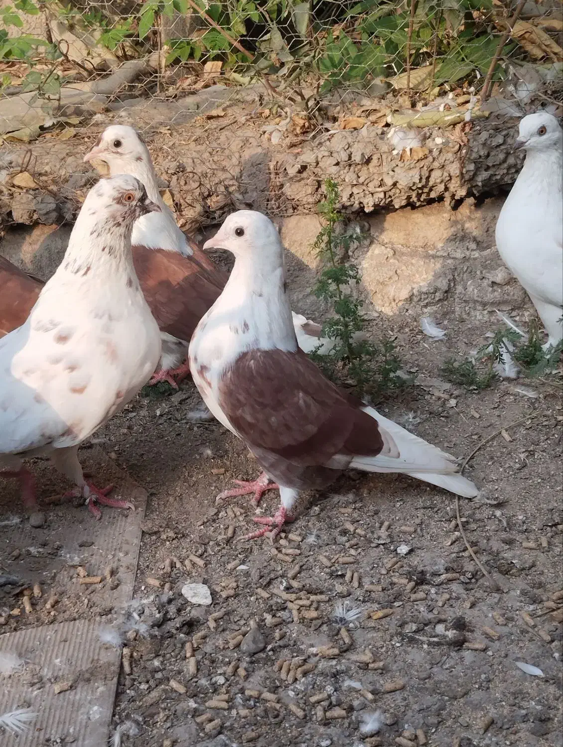 کبوتر تکپر|پرنده|کلاله, |دیوار