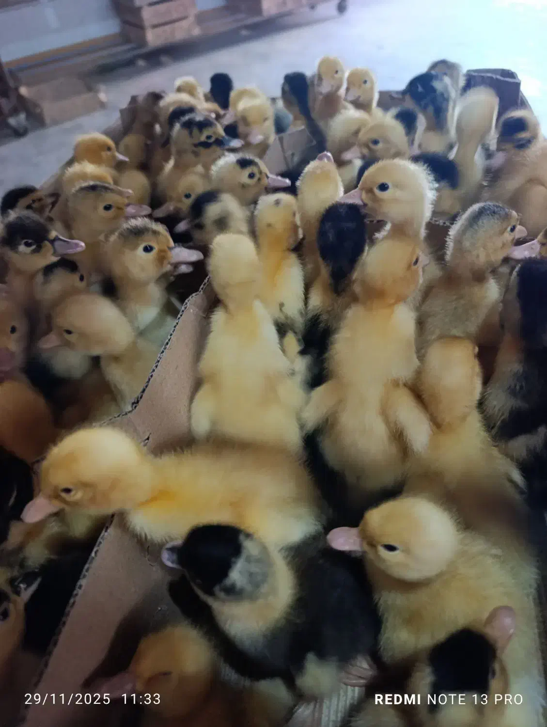 مرغابی گوشتی|حیوانات مزرعه|رشت, رودباری|دیوار