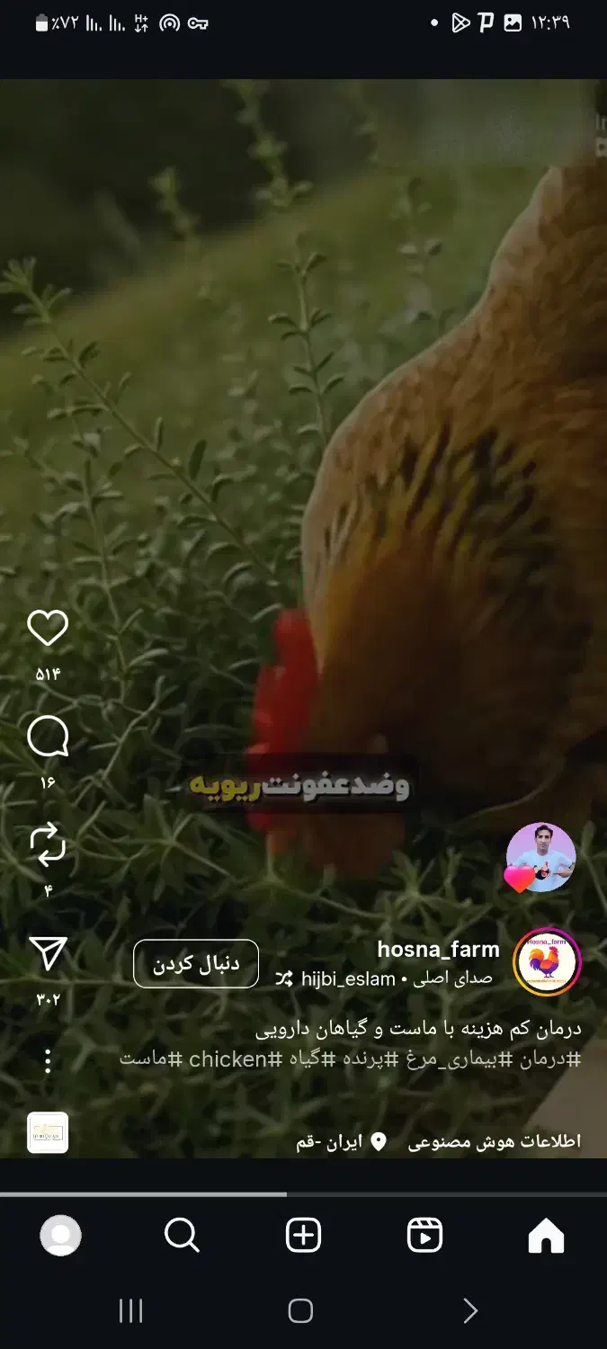 بیست عدد  غاز بفروش می‌رسد|حیوانات مزرعه|مسجد سلیمان, |دیوار
