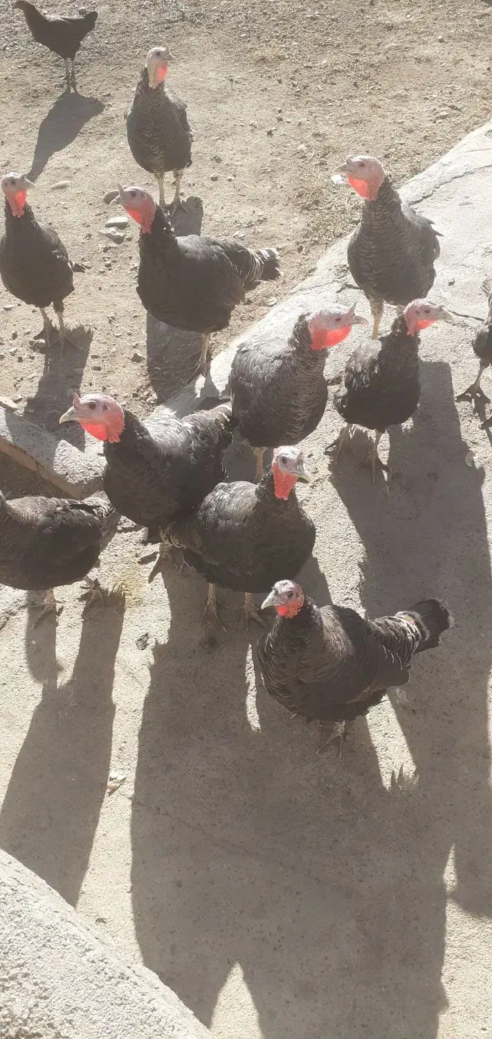 فروش بوقلمون در چالدران|حیوانات مزرعه|چالدران, |دیوار