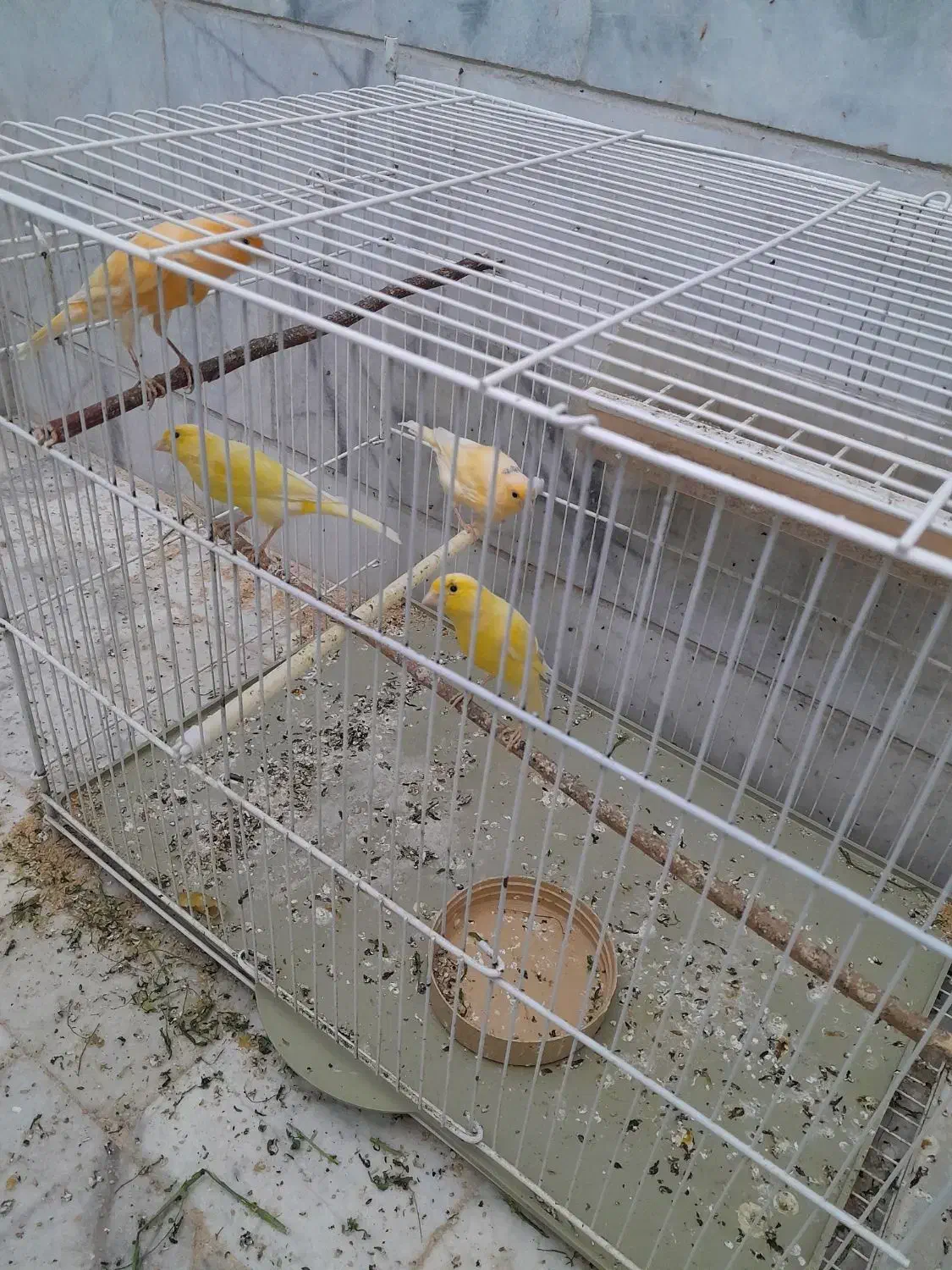 قناری معمولی|پرنده|مهریز, |دیوار