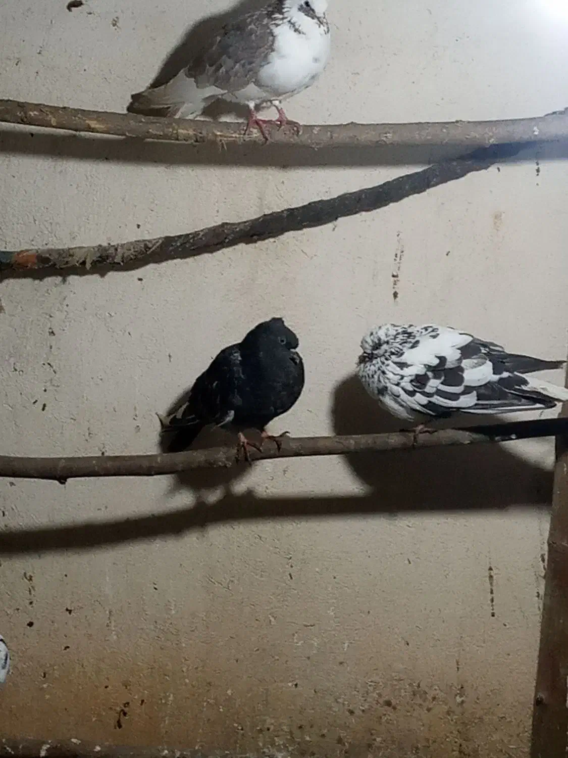 کبوتر تزئینی وپرشی|پرنده|طاهرگوراب, |دیوار