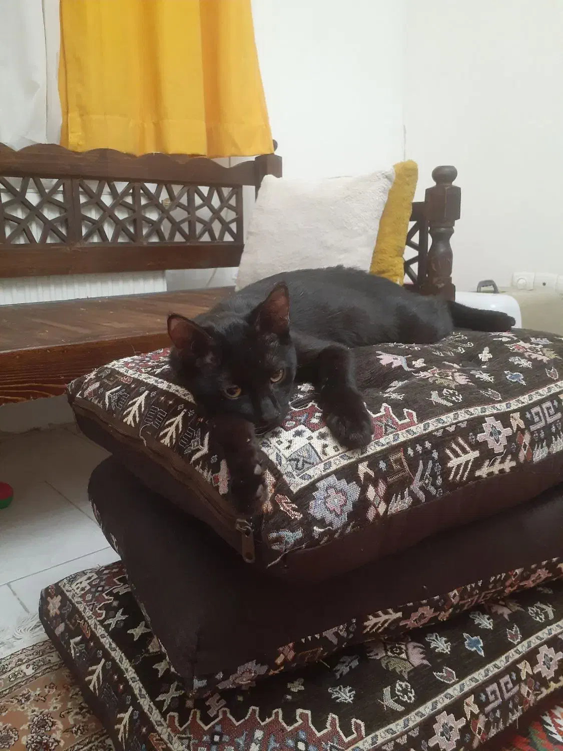 واگذاری گربه|گربه|چهارباغ, |دیوار