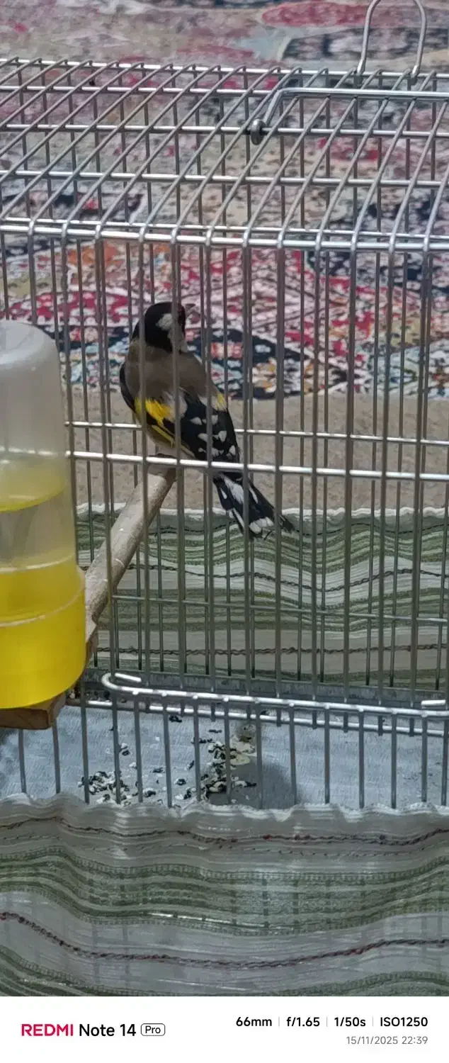 سهره نر|پرنده|خرمآباد, |دیوار