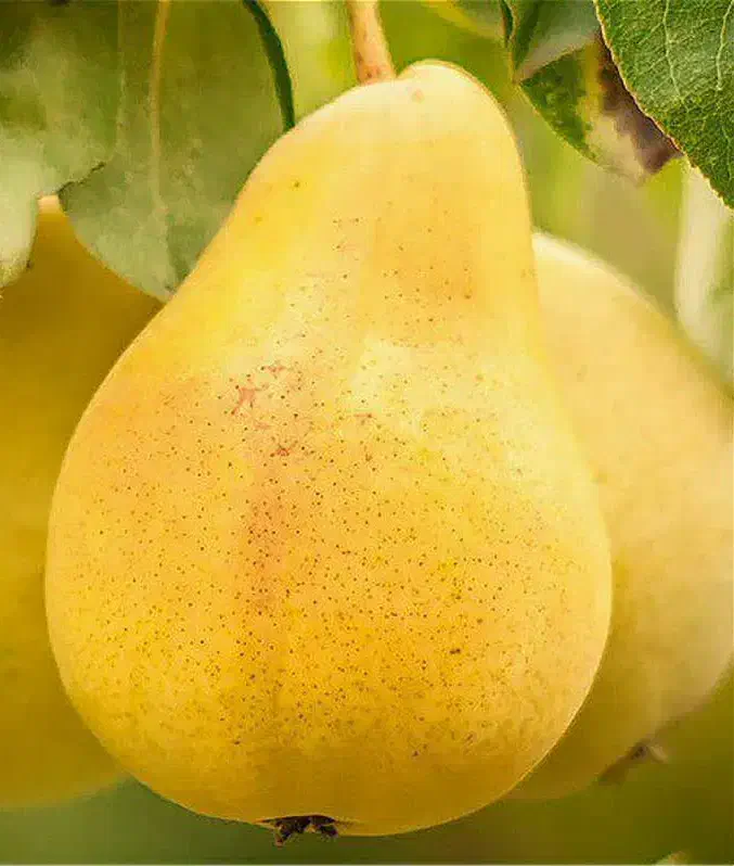 تولید نهال گلابی شاه میوه|خدمات باغبانی و درختکاری|ماهدشت, |دیوار