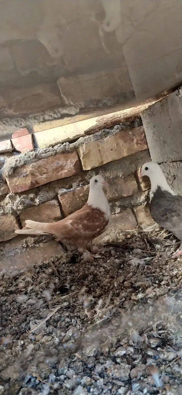 یک جفت جوجه کربلایی|پرنده|زهک, |دیوار